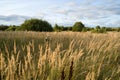 Ears of meadow grass, and fluffy balls of dry thistles in an autumn meadow overgrown with young trees. Young green trees. Royalty Free Stock Photo